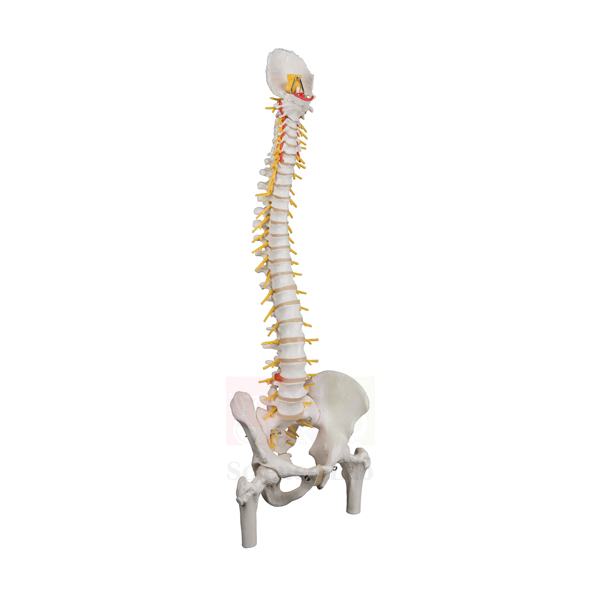 Human Spine with Femur Heads Model